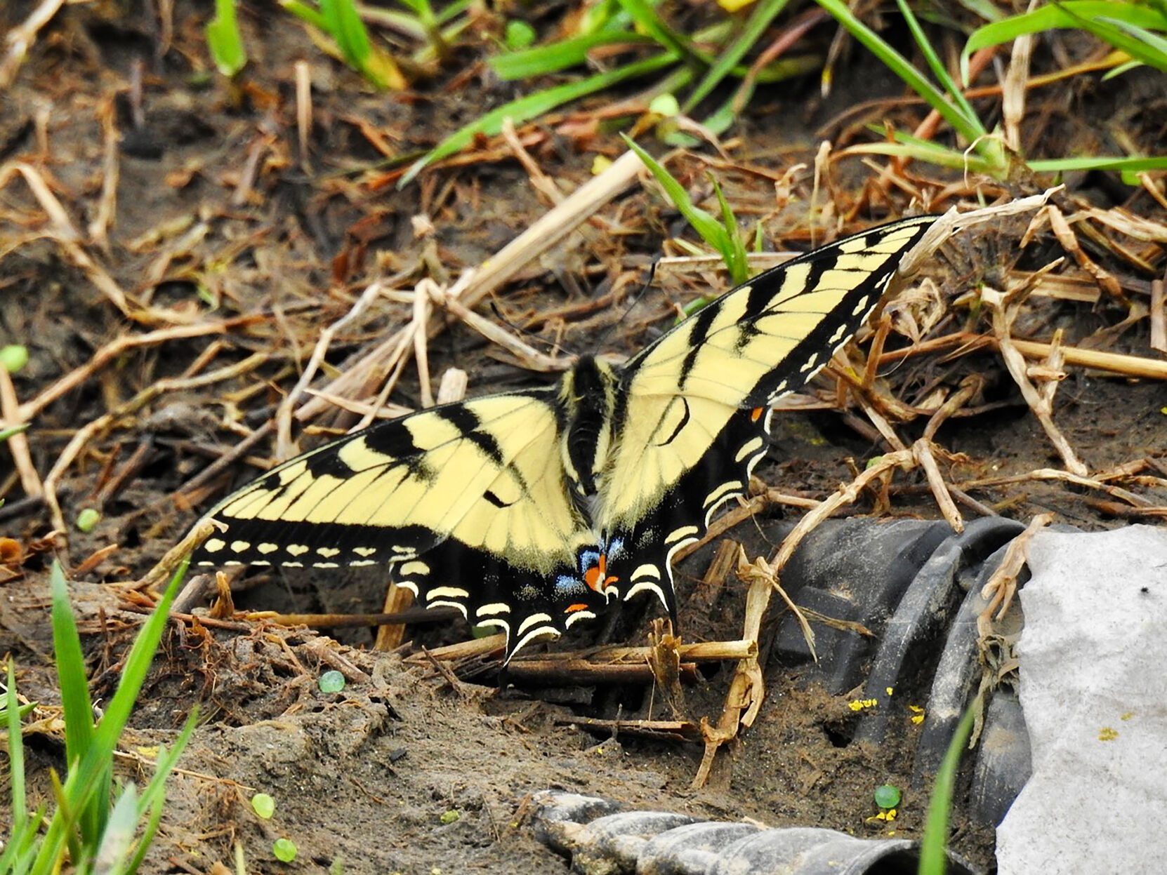 Swallowtail